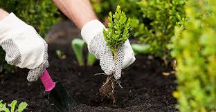 Horticulture Course In Rawalpindi Islamabad